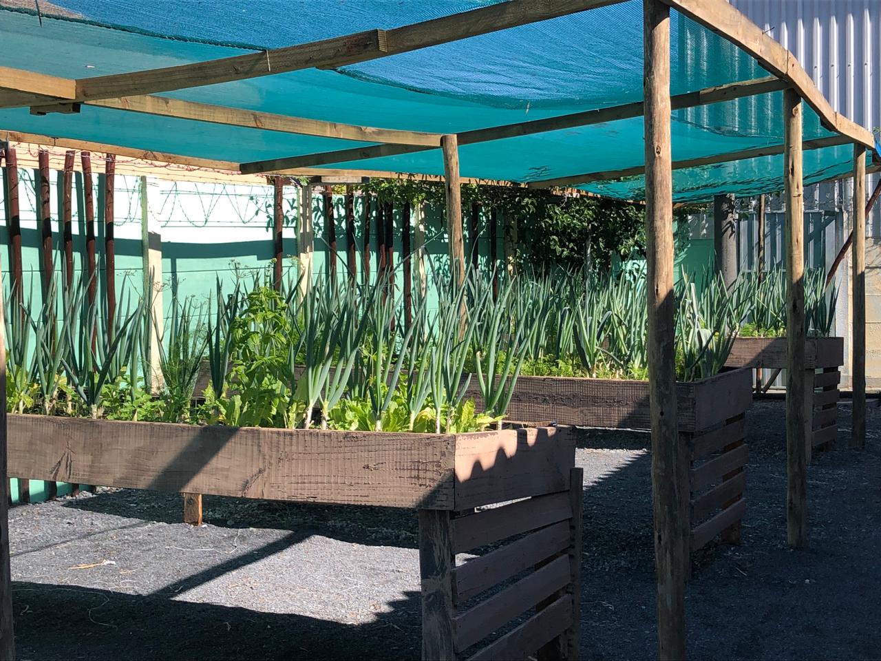 Raised vegetable beds under shade netting at Tembaletu